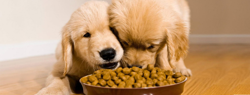 Alimentación para mascotas en sevilla