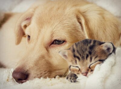 enfermedades comunes en perros y gatos