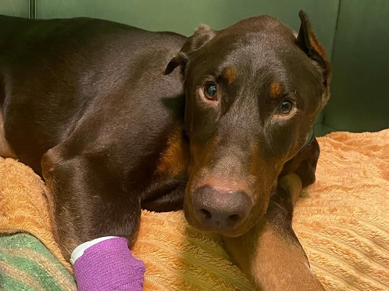 Extracción de cuerpo extraño intestinal en perro doberman en Vitalcan Sevilla