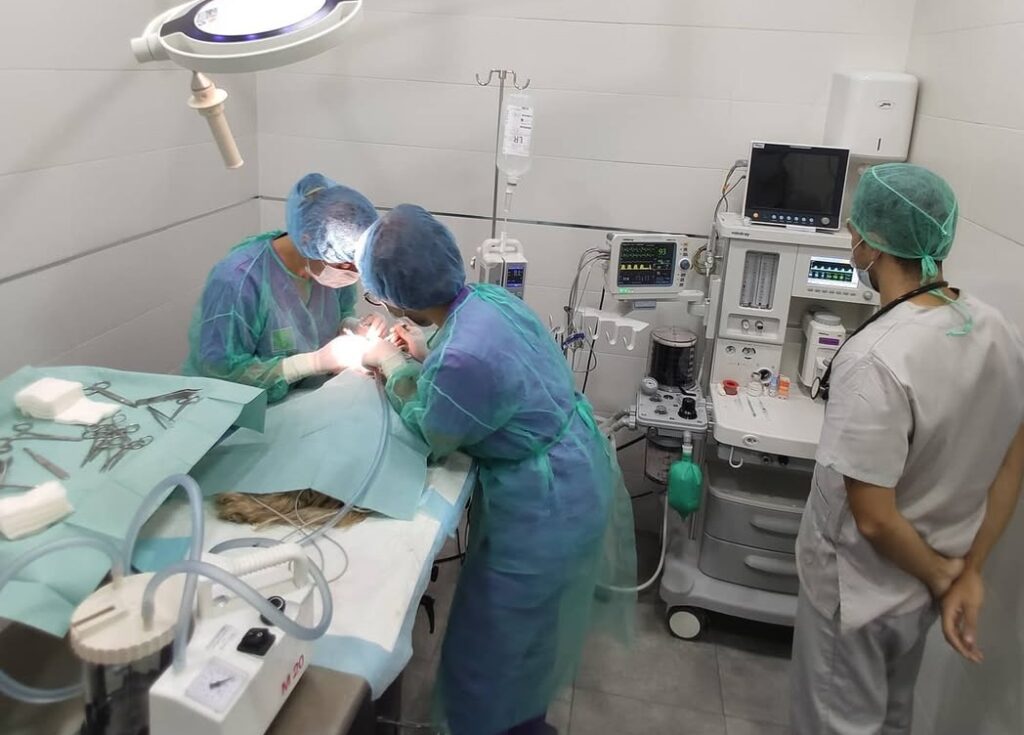 Cirugía veterinaria en quirófano con monitorización anestésica en Vitalcan Sevilla