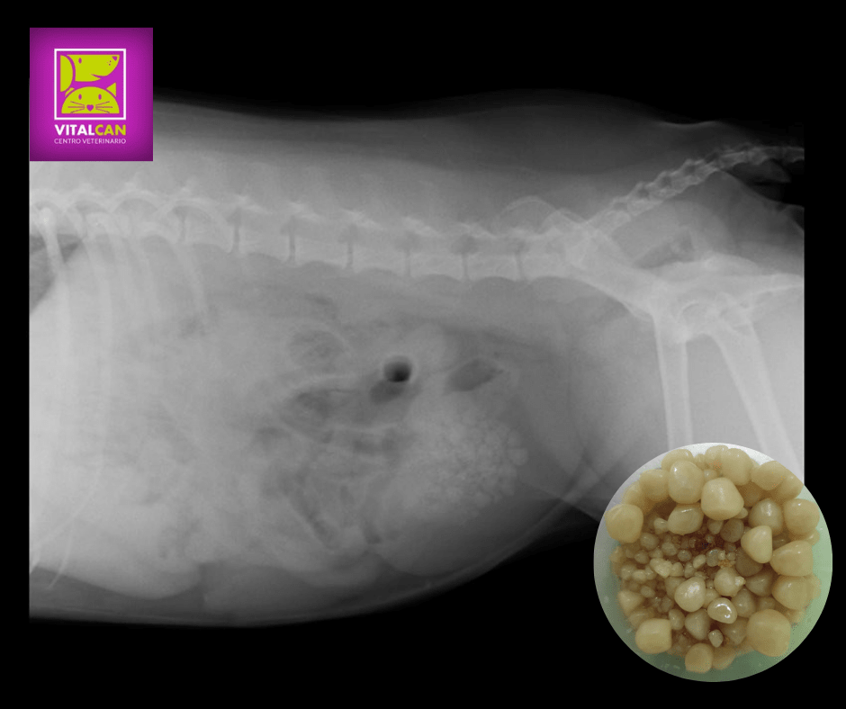 cálculos urinarios en radiografía, cálculos urinarios en perros y gatos