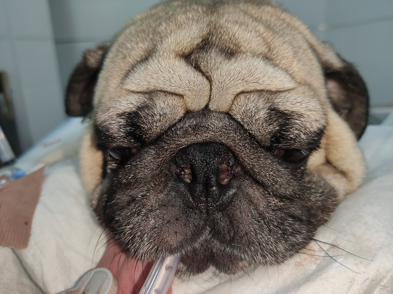 Cirugía correctiva de síndrome braquicefálico en carlino en Vitalcan Sevilla
