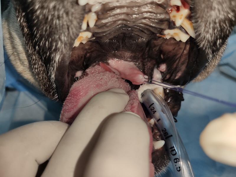 Cirugía correctiva de síndrome braquicefálico en carlino en Vitalcan Sevilla