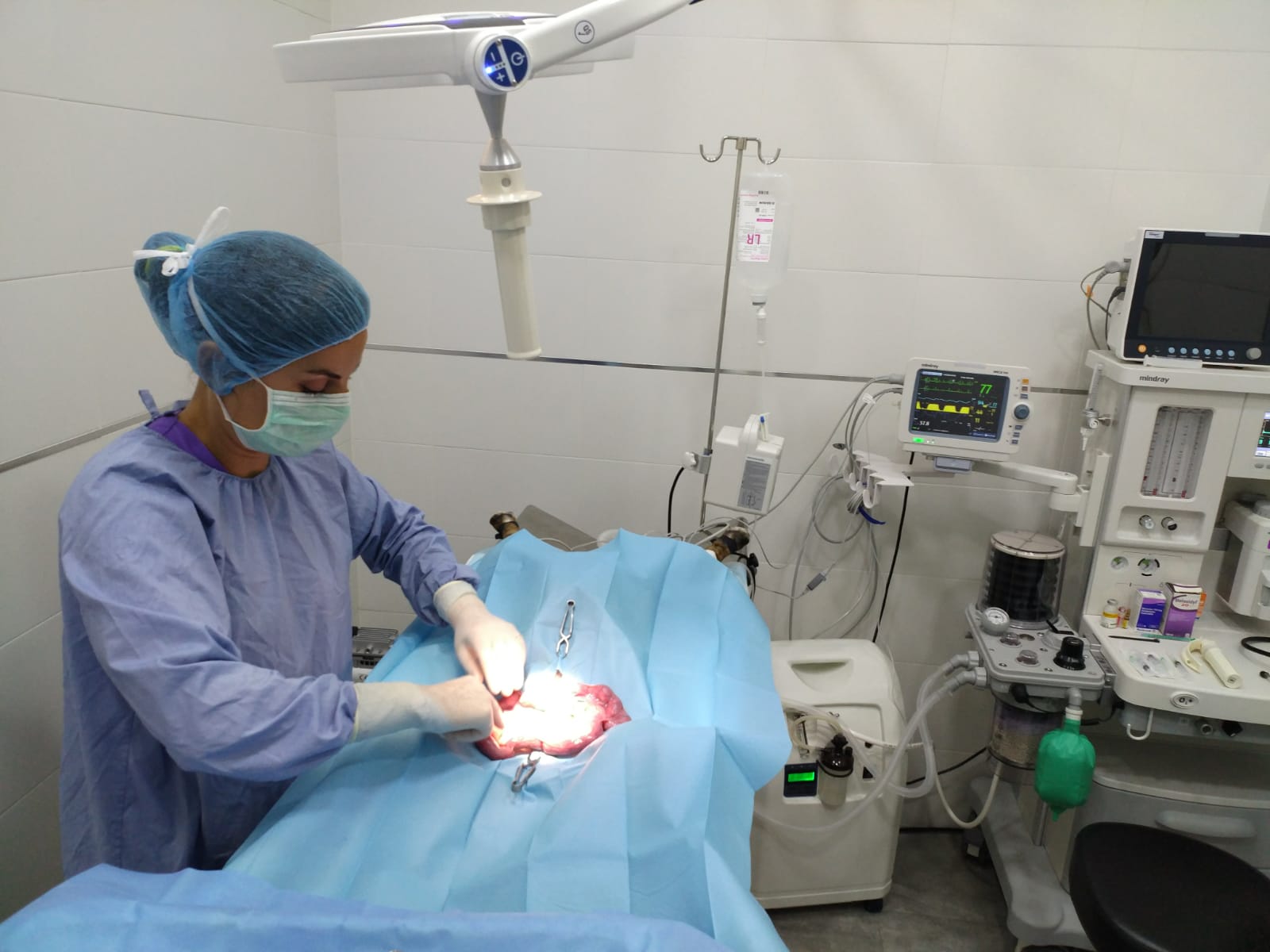 Cirugía de piometra en quirófano veterinario monitorizado en Vitalcan Sevilla