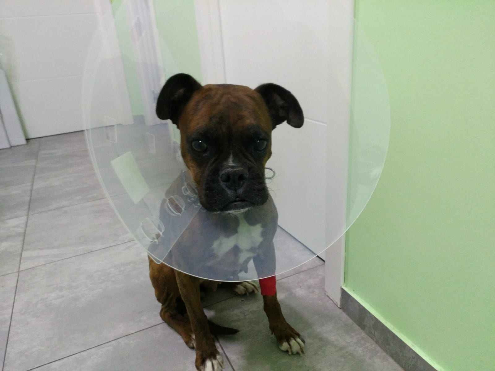 Recuperación de perra boxer tras cirugía de piometra en Vitalcan Sevilla