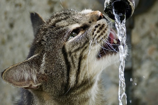 gato bebiendo de la fuente, gato beba agua