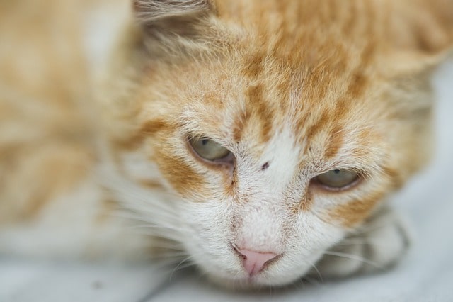 anemia en gatos, gato atigrado naranja, triste