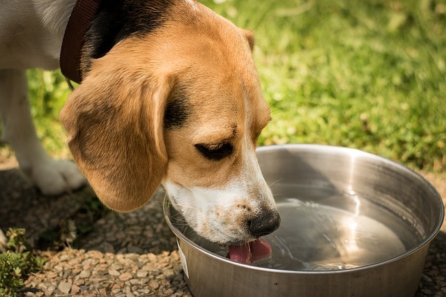 beagle bebiendo, combatir el calor en mascotas