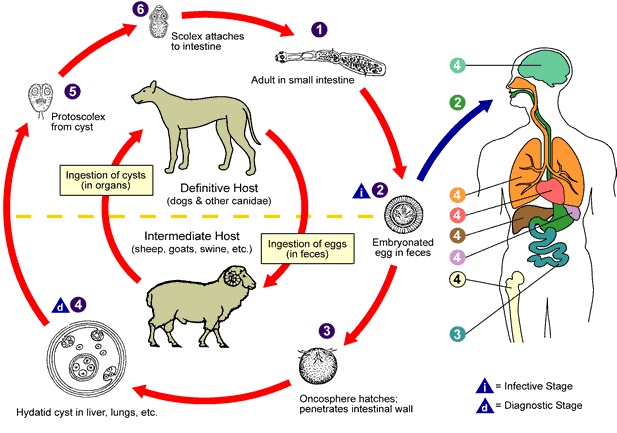 enfermedades comunes en perros y gatos