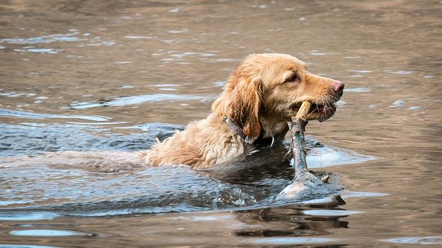 natación para perros 