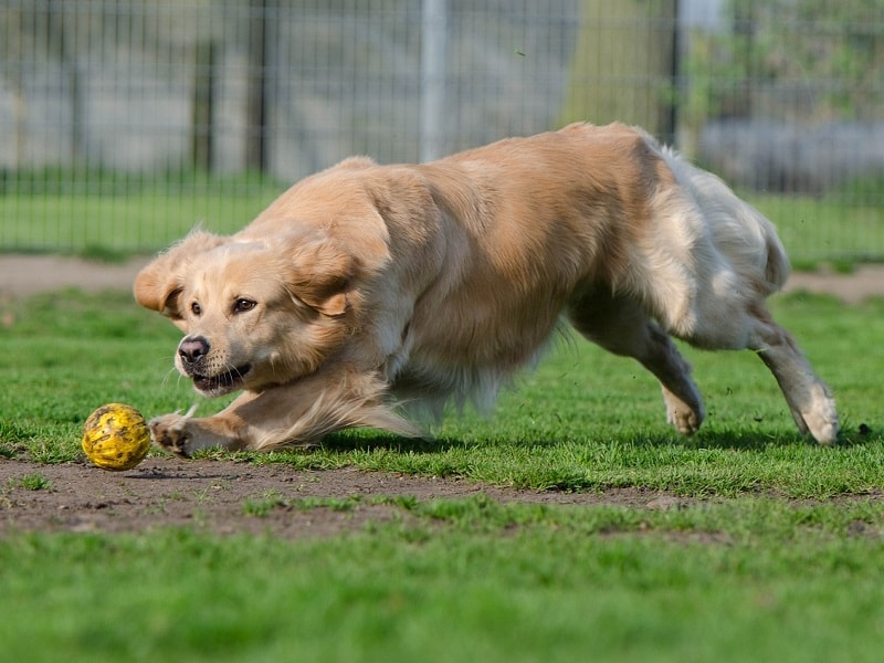 golden retriever corriendo, displasia en perro