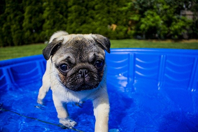 natación para perros 